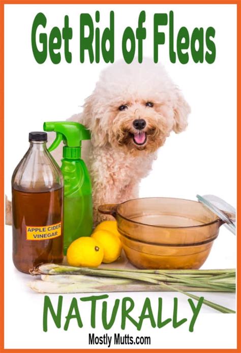 How to Get Rid of Fleas Naturally - MOSTLY MUTTS