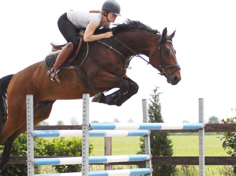 Show Jumping Horses for Sale | Peter Berkers Sporthorses