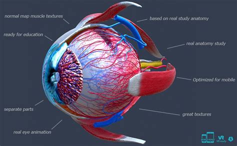 Eye Anatomy animated #Anatomy#Eye#Characters#animated | Eye anatomy, Anatomy, Eyes