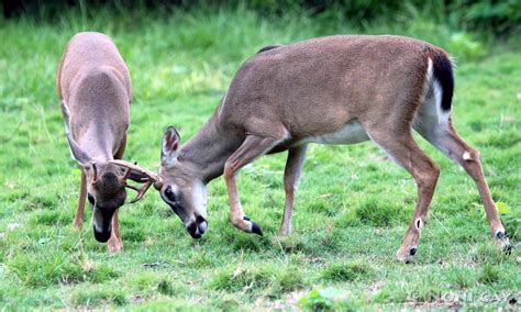 The National Key Deer Refuge, Big Pine Key | Noni Cay Photography