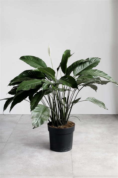 Peace Lily - Tierra Plants