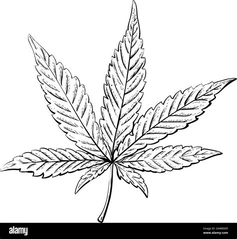 Cannabis or marijuana leaf. Vintage. Hand realistic drawing. Engraving ...