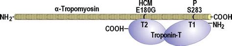 The Role of Tropomyosin in Cardiac Function and Disease | IntechOpen