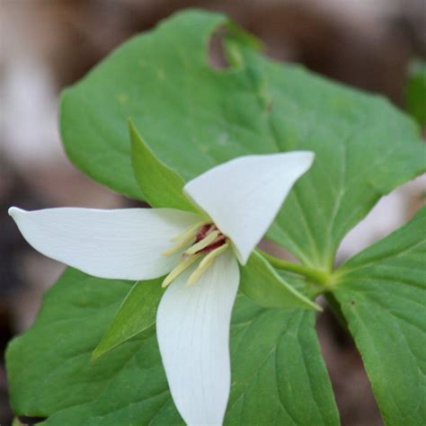 Trillium grandiflorum - Midwest Groundcovers, LLC