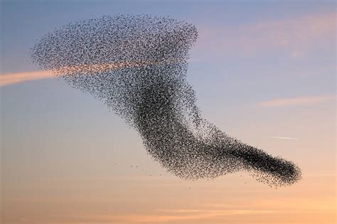 Here Is Why Birds Never Crash Into Each Other While Flying