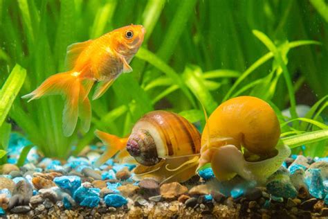 Can Goldfish Eat Algae? Understanding Goldfish Diet | AquashineGoldfish.com