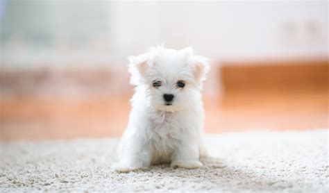 How to House Train a Maltese Puppy | Puppy Petite