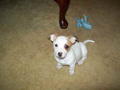 Chipit (Chihuahua-American Pit Bull Terrier Mix) Info and Pictures