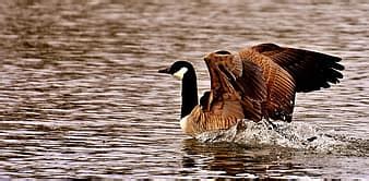 geese, wild geese, waterfowl, group, goose-char, bird, nature, poultry, greylag goose, aquatic ...
