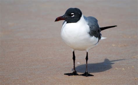 Bird - Seagull - Laughing Gull | Bird - Seagull - Laughing G… | Flickr