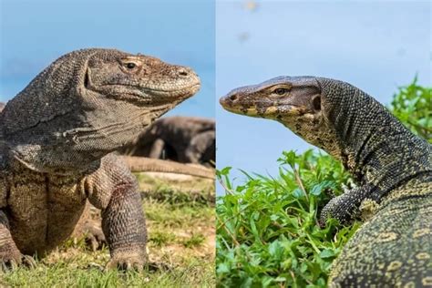 Komodo vs Biawak, Bedanya Dimana? - Jurnal Flores - Halaman 2