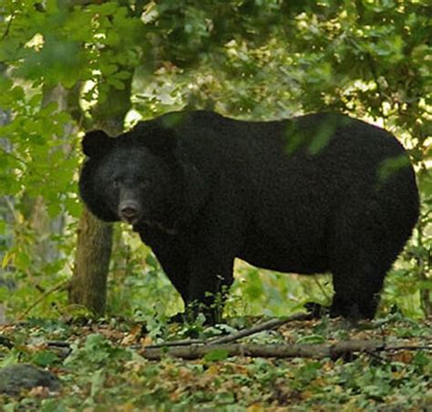 Fakim Wildlife Sanctuary Nagaland