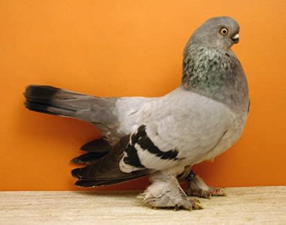 Vienna Short Faced Tumbler Pigeon - Pigeon Breeds