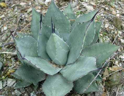 Parry's agave (Agave parryi) Growing & Care Guide for Gardeners