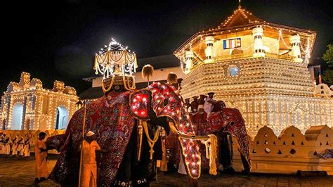 Sri Lanka probes cruelty to elephant at Buddhist parade - The Hindu