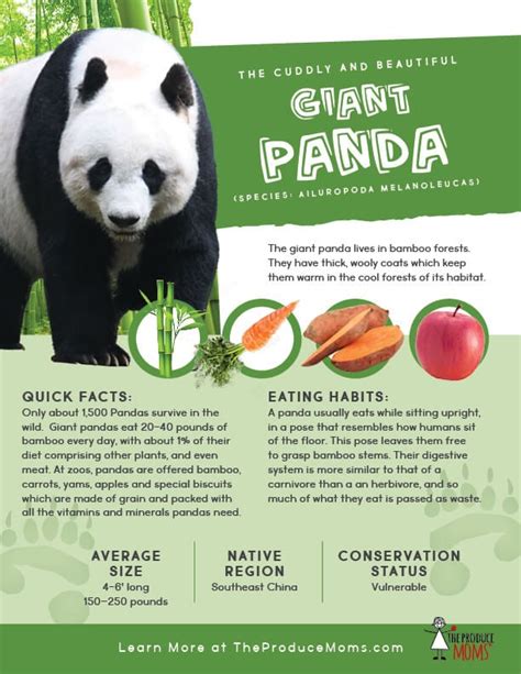 Food Pandas Eat - img-omnom