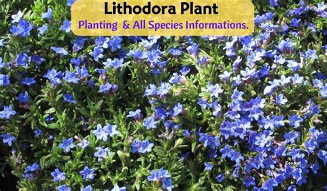 What are the Health Benefits of Growing Lithodora Plant?