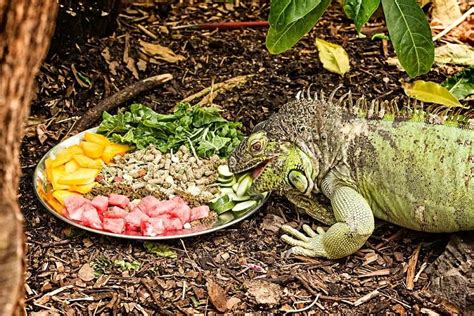 Top 5 Best Food For Iguanas: Expert Reviews of 2020