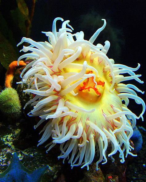 Sea Anemone at Denver Aquarium | Beautiful sea creatures, Underwater ...