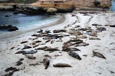 Quirky Attraction: The La Jolla Seals and Sea Lions