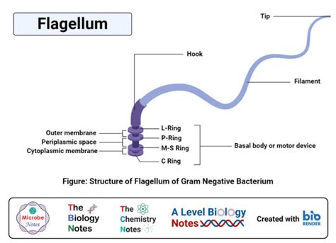 Flagella: Structure, Types, Arrangement, Functions, Examples