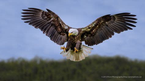 Pin by Hok Lee on Quick Saves | Eagle hunting, Bald eagle, Bald eagle photography