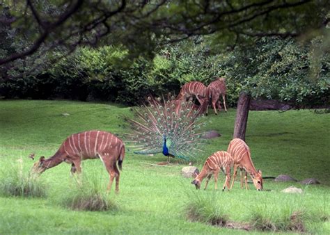 Bronx Zoo’s Iconic African Plains Exhibit Turns 75 > Newsroom