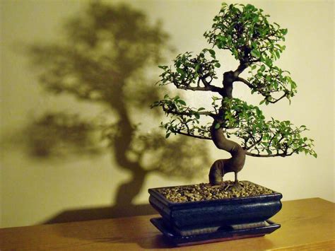 Chinese Elm Bonsai Tree Care Guide [2021] - The Bonsai Master