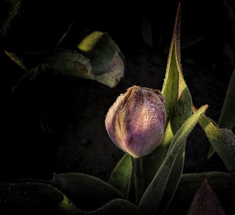 Flower Photography Tips: 8 quick steps - Hacking Photography