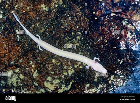 Olm salamander hi-res stock photography and images - Alamy