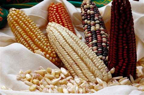 Food & Power: Mexico’s Native Corn Varieties Threatened by New NAFTA - News.MikeCallicrate.com ...