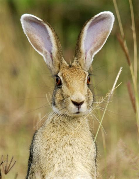 Hare wallpapers, Animal, HQ Hare pictures | 4K Wallpapers 2019