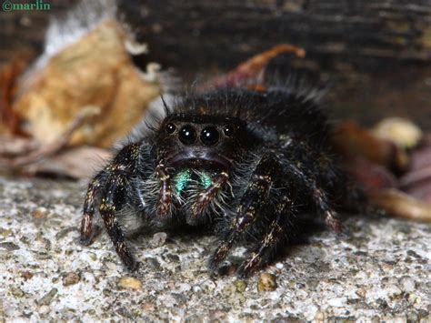 Bold Jumping Spider - Phidippus audax - North American Insects & Spiders