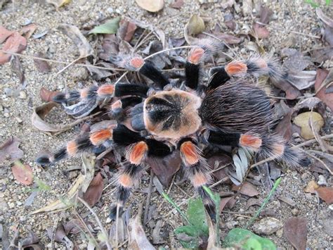 Brachypelma smithi (ex. annitha) • 1/2", ~1" spiderelings • Arachnoiden