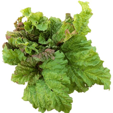 Rhubarb PNG Free Download - PNG All | PNG All