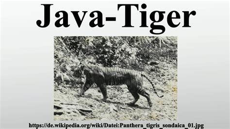 Java-Tiger - YouTube