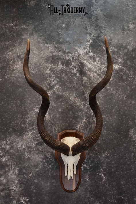 African Greater Kudu skull plaque mount for sale SKU 1381 - All Taxidermy