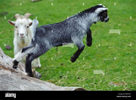 Baby Pygmy Goats Jumping