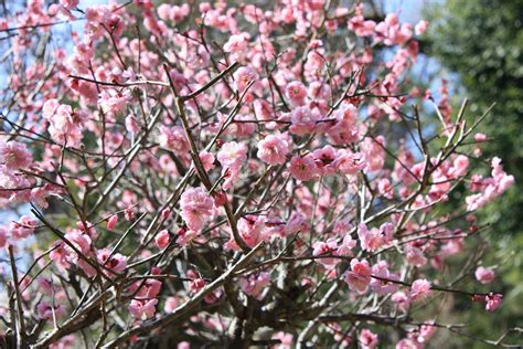 Plum blossoms 2 Free Photo Download | FreeImages