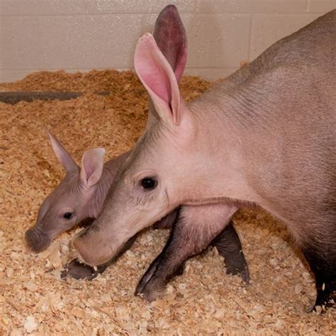 16 Reasons Why Baby Aardvarks Are The Most Conflicting Animals Ever | Mother and baby animals ...