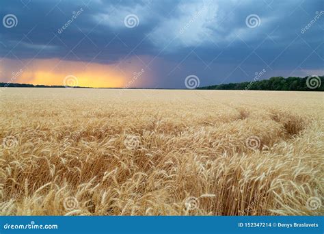 Storm Cyclones and Mesocyclones Over the Fields with a Crop of Wheat. Rainy Dark Clouds in the ...