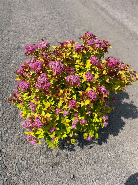 Spirea x b. ‘Magic Carpet’; Magic Carpet Spirea – Feeney's Wholesale ...