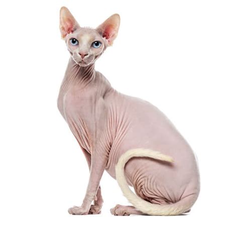 A Hairless Cat Dog