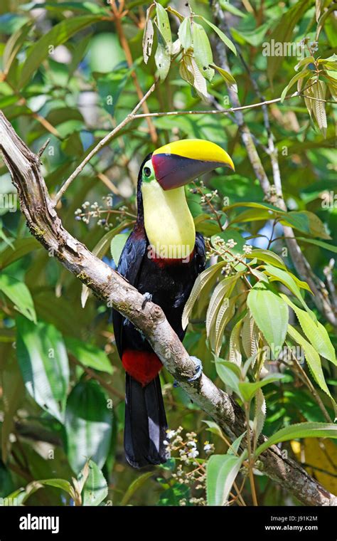 toucan in the rainforest of costa rica Stock Photo - Alamy