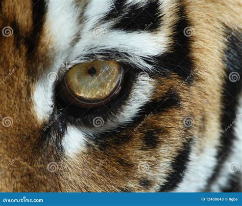 Ojo Del Tigre Fotos de archivo - Imagen: 12400643