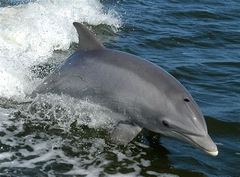 Tursiops truncatus - NCBI - NLM