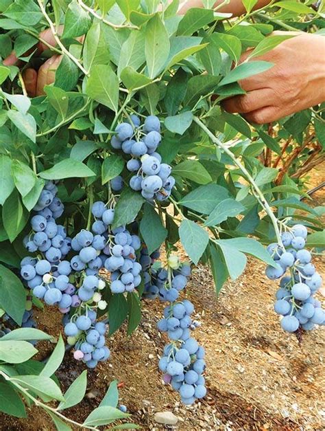 Pruning a Blueberry Bush for Big, Bountiful Harvests - Burpee