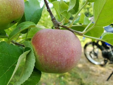 Apple Varieties | Currier Orchards