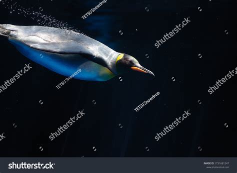 Photo Elegant Emperor Penguin Underwater Stock Photo 1731681247 | Shutterstock