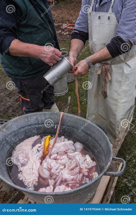 House Slaughter of a Pig, Cleaning the Intestines Stock Photo - Image of pigs, eating: 141979344